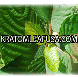 Buy kratom in USA